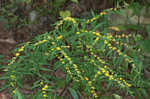 Wreath goldenrod